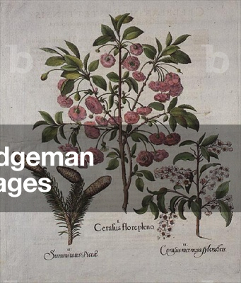 Cherry Blossom: Cerasus florepleno, Cerasus racemosa and Summitates picea