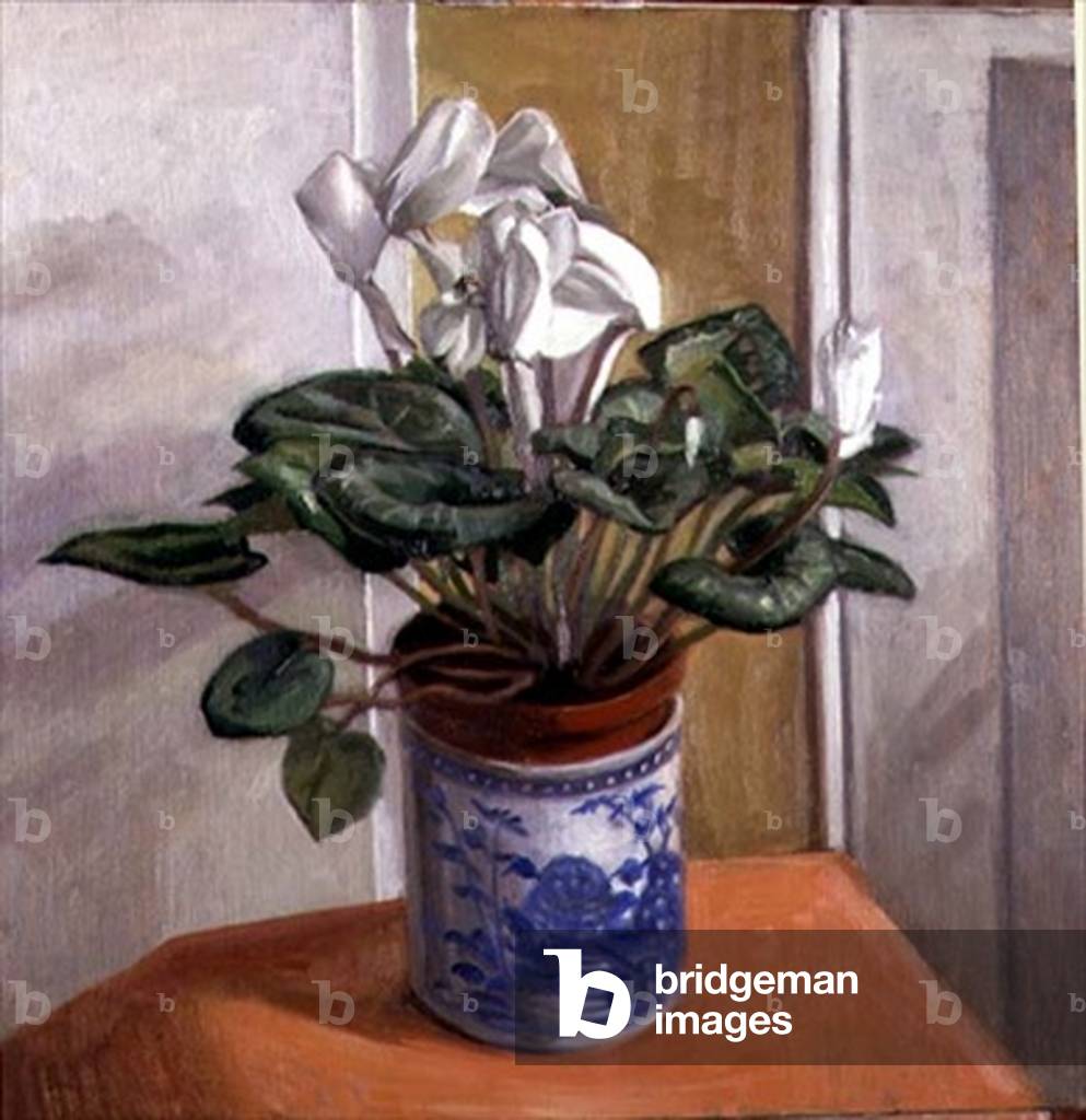 White Cyclamen in a Blue Vase