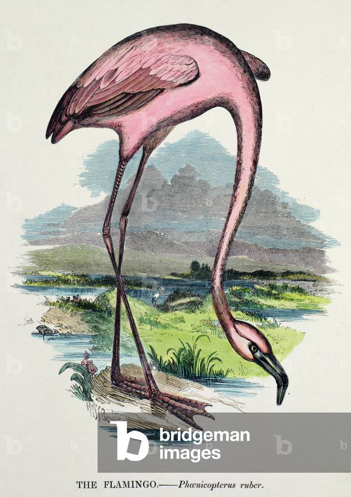 Flamingo (Phoenicopterus Ruber) (colour litho)