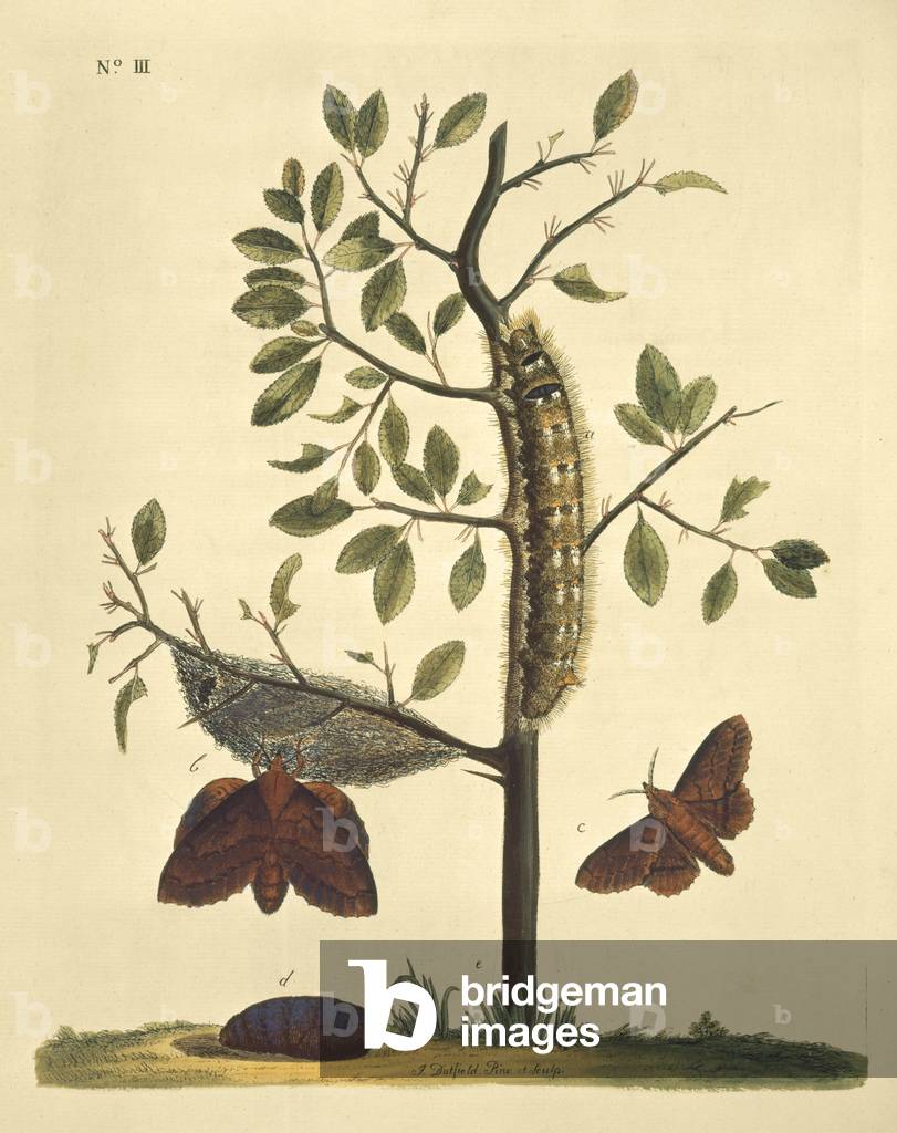 Butterflies, Caterpillars and Plants: Plate No. 111 by J. Dutfield