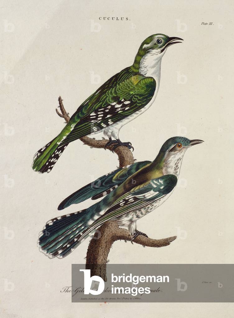 Gilded Cuckoo, Male and Female (Cuculus) (colour litho)