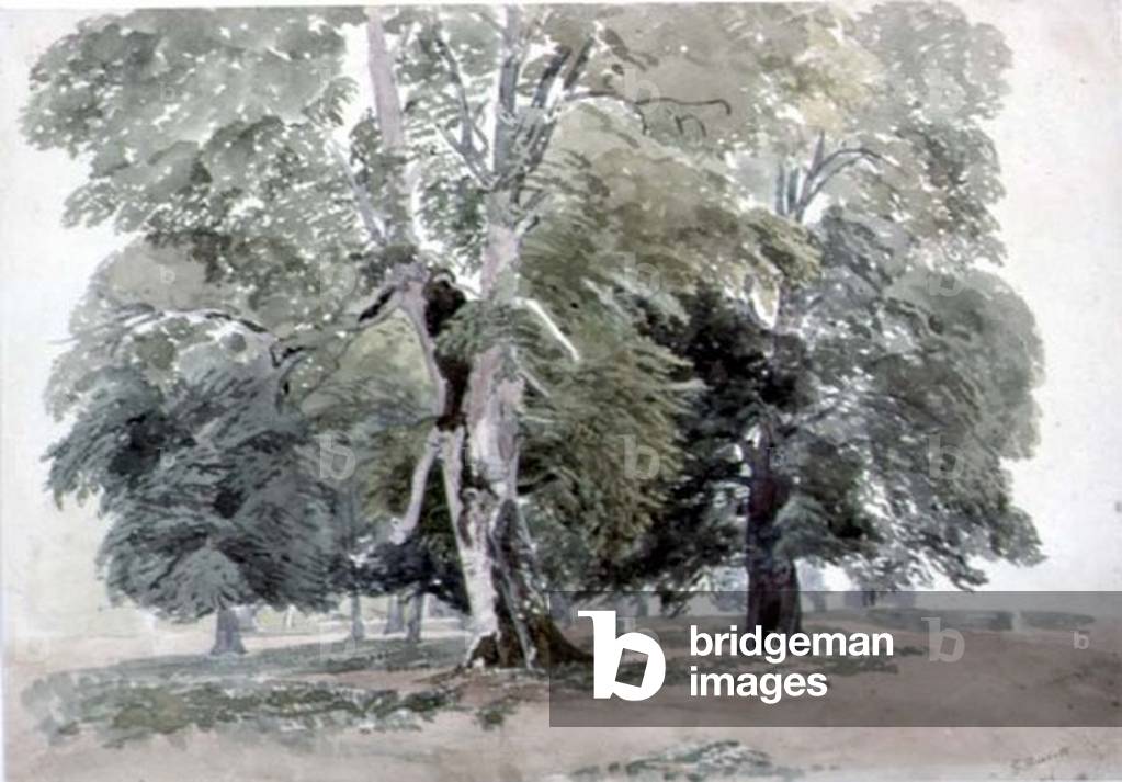 Study of Trees (w/c on paper)