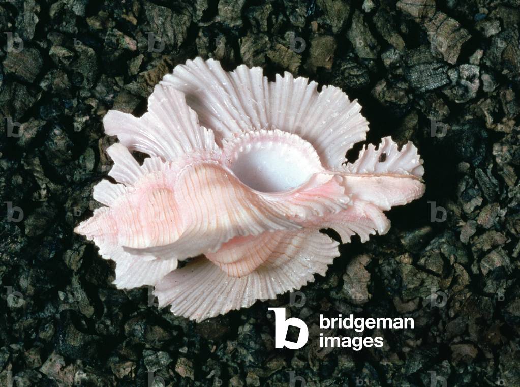 Conchiglia Royal Murex