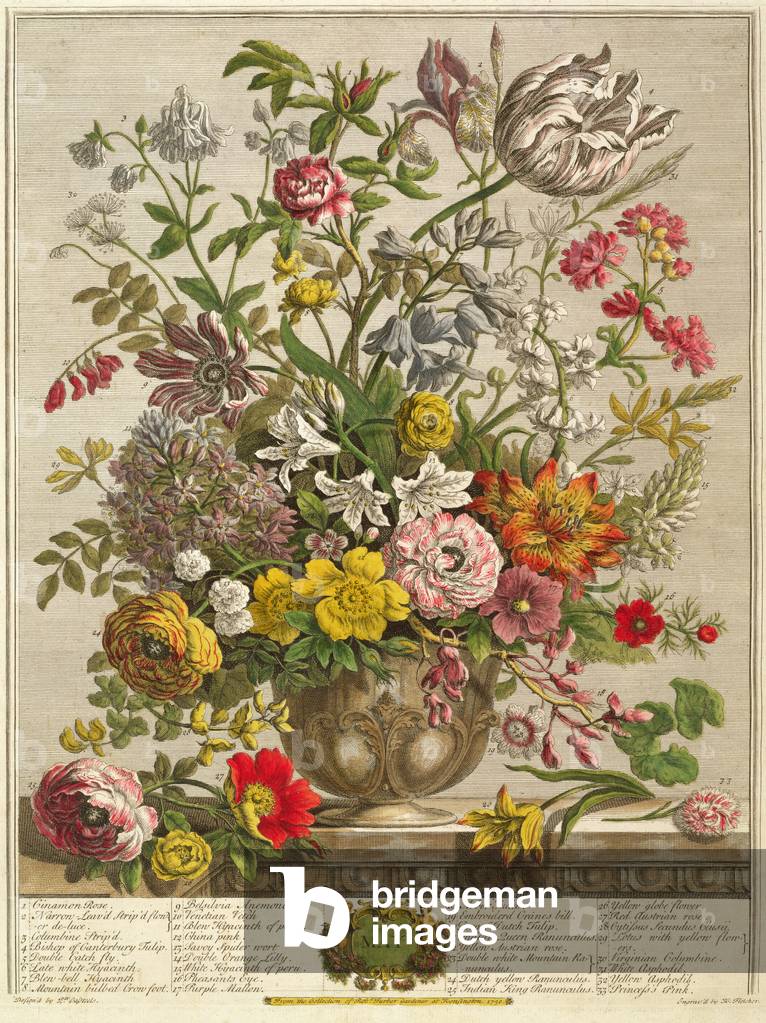 May, from 'Twelve Months of Flowers' by Robert Furber (c.1674-1756) engraved by Henry Fletcher (colour engraving)