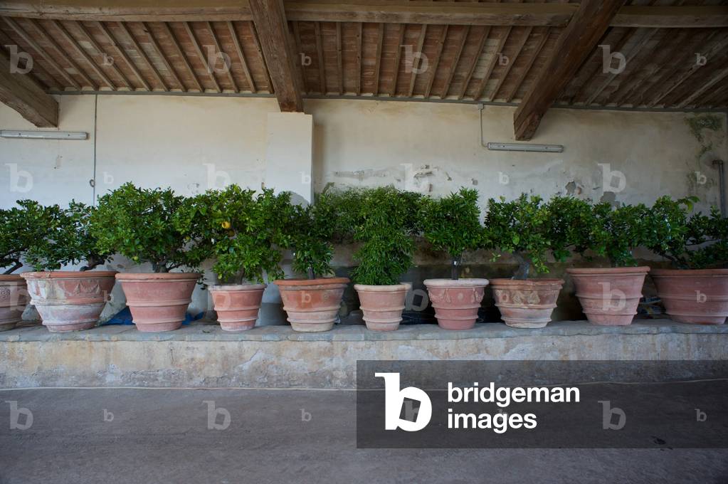 The gardens of the Villa Reale di Castello, Florence, Italy (photo)