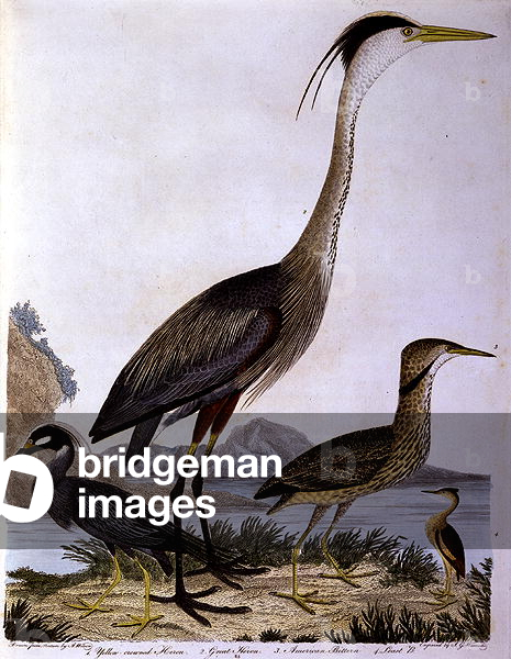 Herons, engraved by I. G. Marnicke (coloured engraving)