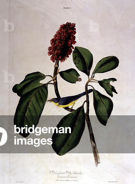 Bonaparte Fly Catcher, from 'Birds of America', engraved by William Home Lizars (1788-1859) (coloured engraving)