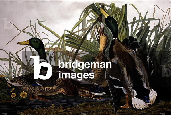 Mallard Duck, from 'Birds of America', engraved by Robert Havell (1793-1878) 1834 (coloured engraving)