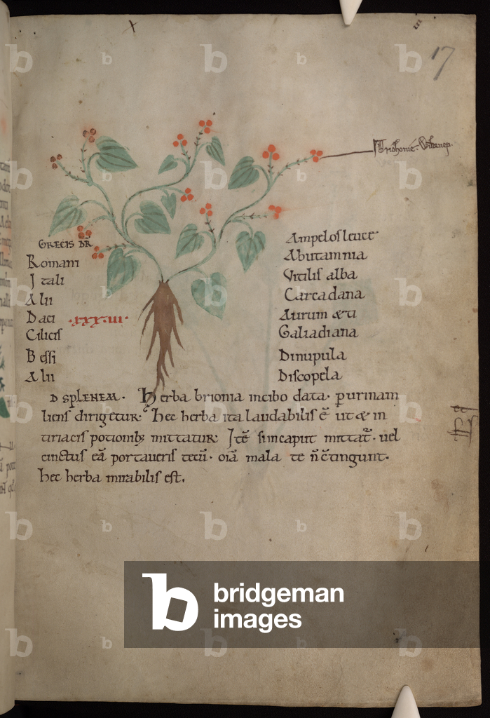 Herbarium. Ex herbis femininis. Liber medicinae ex animalibus, 1090-1100 (illustrated manuscript)
