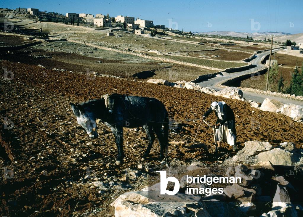 Sowing seeds, Judaean Desert (photo)