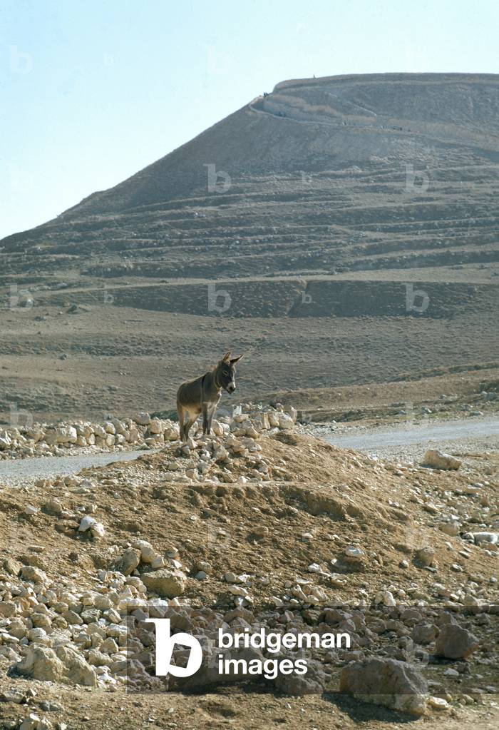 Donkey on Mount Herodium (photo)