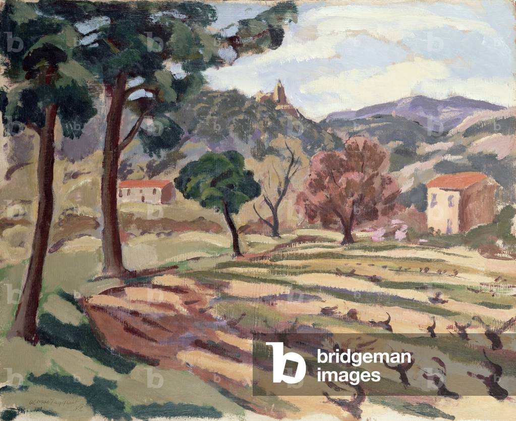 Vineyards Near St. Raphael, Provence, c.1930 (oil on canvas