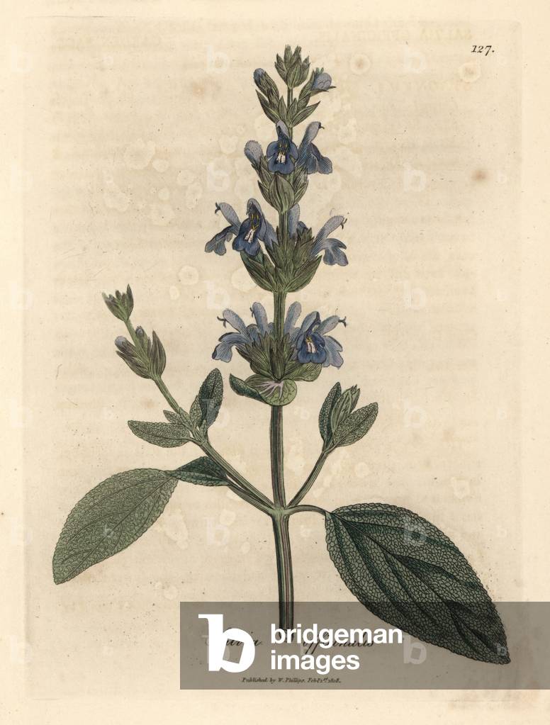 Blue flowered sage, Salvia officinalis, from a botanical illustration by James Sowerby from William Woodville and Sir William Jackson Hooker's 
