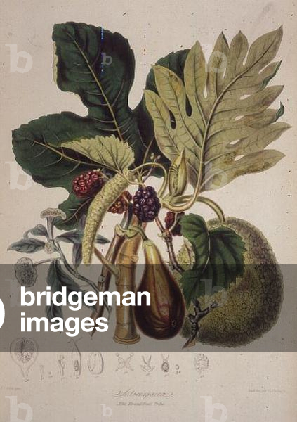 "Pane Frutta Tribù: Artocarpaceae da 'Illustrazioni del naturale Ordini di Piant' di Elizabeth Twining (1805-8
