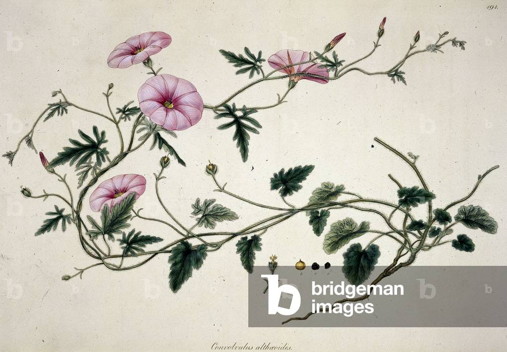 'Convolvulus althaeoides'