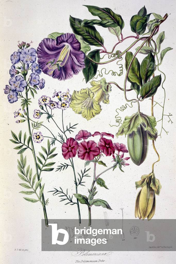 'Polemoniacea', c1850. Plate 96 from volume 2 of "Illustrations of the Natural Orders of Plants, arranged in g