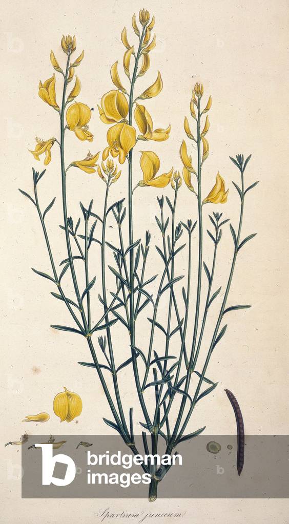 Image of Genet d'Espagne. Planche botanique tiree de ""Flora graeca"" de  John
