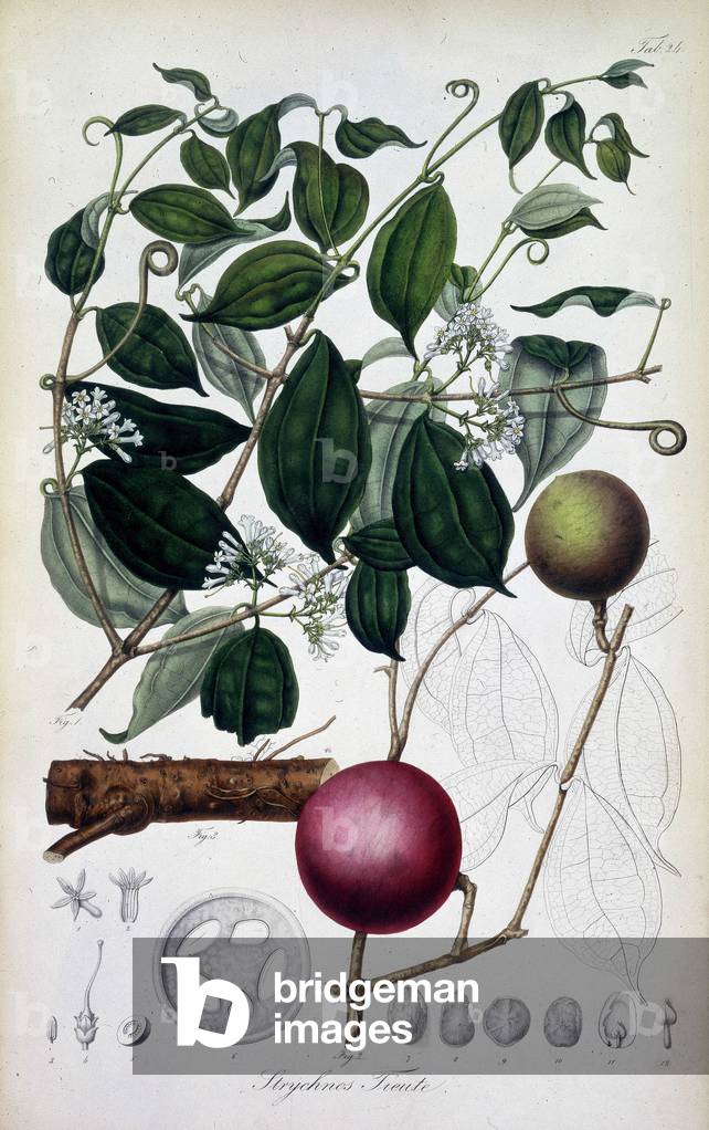 Strychnos Tieute, um 1835-um 1848. Tafel 24 aus „Rumphia, sive commentationes botanicae, imprimis de plantis I