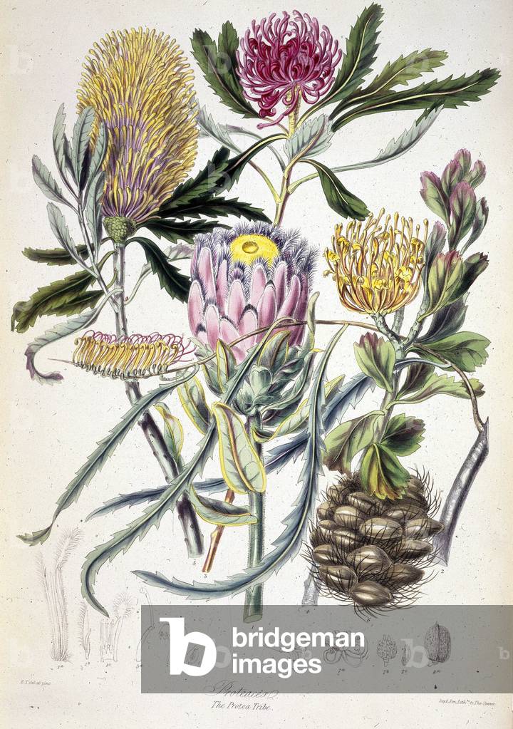 'Proteaceae: The Protea Tribe', c1850. Plate 118 from volume 2 of "Illustrations of the Natural Orders of Plan