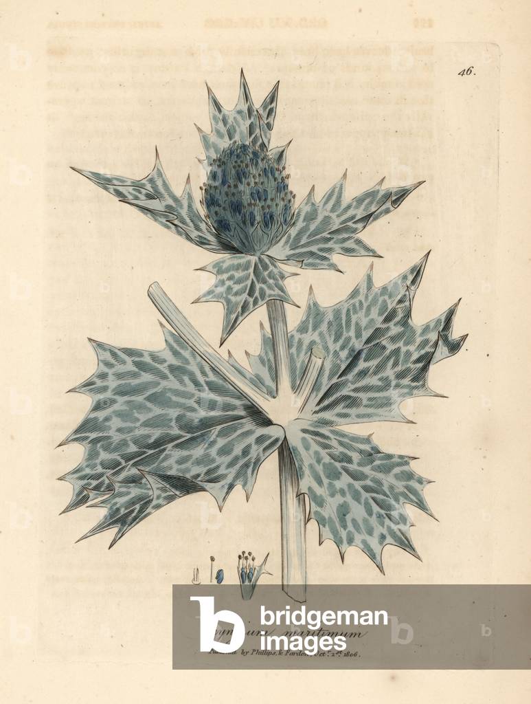 Blue flowered sea holly or eryngo, Eryngium maritinum, from a botanical illustration by James Sowerby from William Woodville and Sir William Jackson Hooker's 