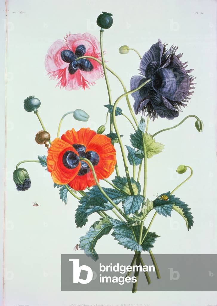 Mohnblumen: aus „Collection des fleurs et Fruits“, 1805 von Jean Louis Prevost (um 1760-1810)