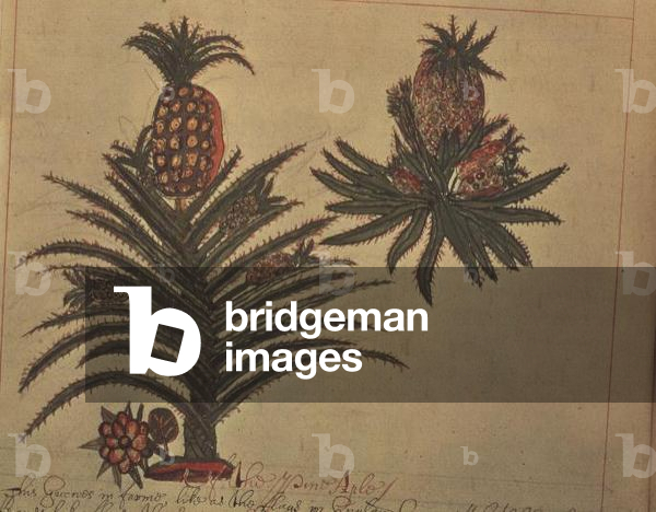 Sloane 4013 f.16v Pineapple trees from 'Descriptions of Indian Plants', 1600-25 (vellum)
