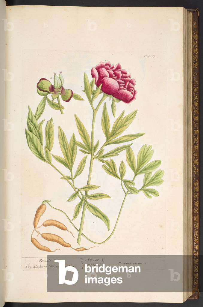 Plate 65, from 'A Curious Herbal', 1737 (coloured engraving)