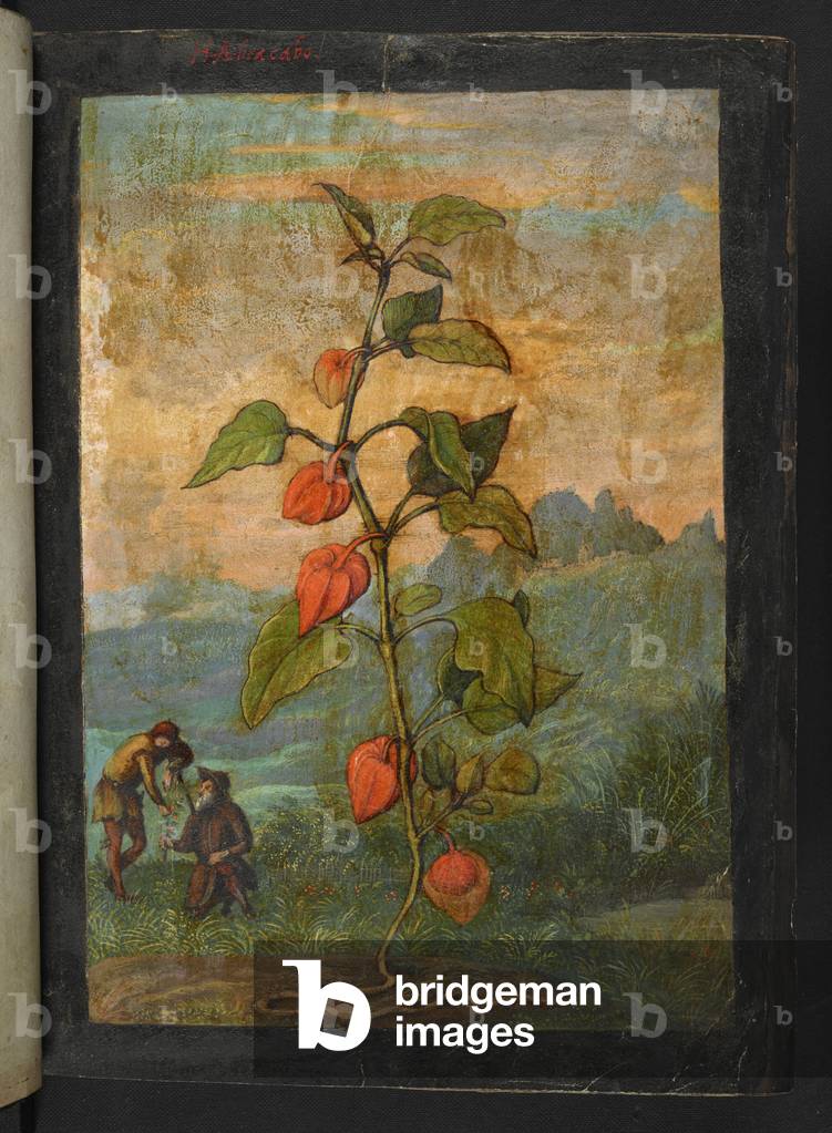 Physalis alkekengi: A plant with red flowers, from "Paintings of Flora of the Roman States" by Gherardo Cibo, 