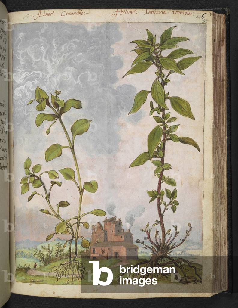 Image of Drawing depicting Stellaria media 1564 by Gherardo Cibo