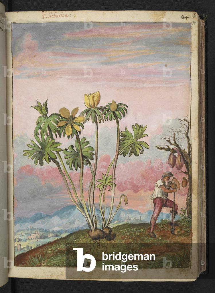 Eranthis hyemalis, from "Paintings of Flora of the Roman States" by Gherardo Cibo, Add MS 22333, f038r, c.1564