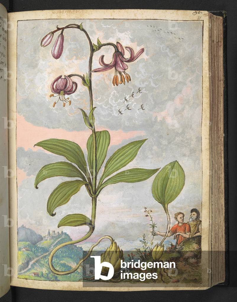Image de Dessin représentant Lilium martagon 1564 par Gherardo Cibo