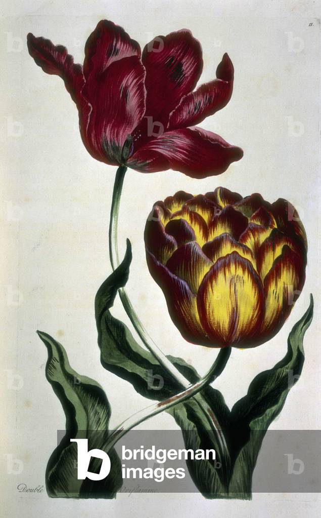 Maulbeerbaum, 1737. Aus Band 1 von „A Curious Herbal“, das fünfhundert Stücke der nützlichsten Pflanzen enthäl