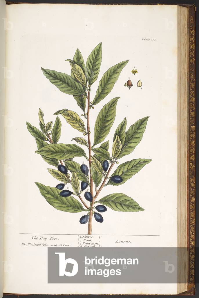 Plate 175, from 'A Curious Herbal', 1737 (coloured engraving)