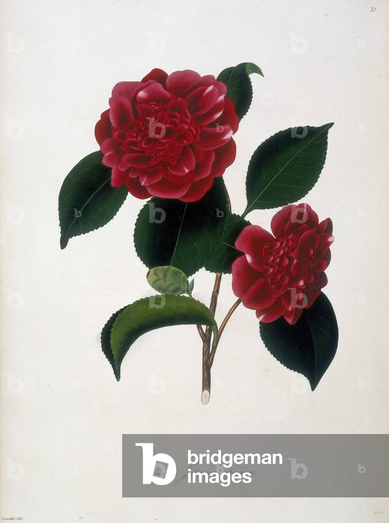 'Camellia Japonica speciosa', c1835. "IlIustrations and Descriptions of the Plants which compose the natural o