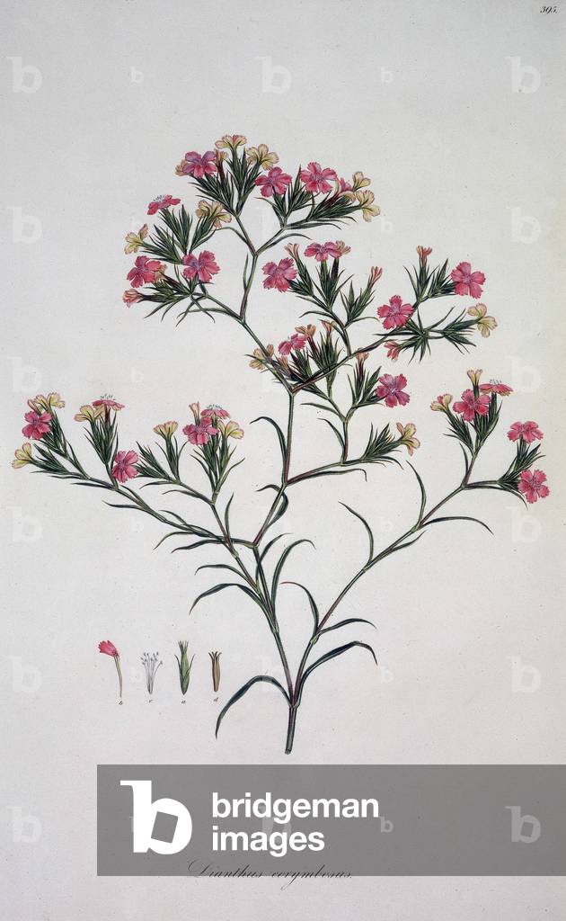 Le dianthus (Dianthus corymbosus). Planche botanique tiree de "Flora Graeca" du botaniste John Sibthorp (1758-