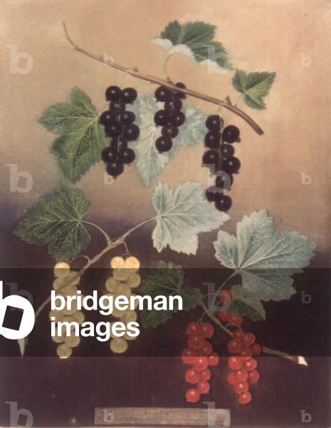 Currant: Black currant and large Dutch red and white currants (pl.5) from 'Pomona Britannica'