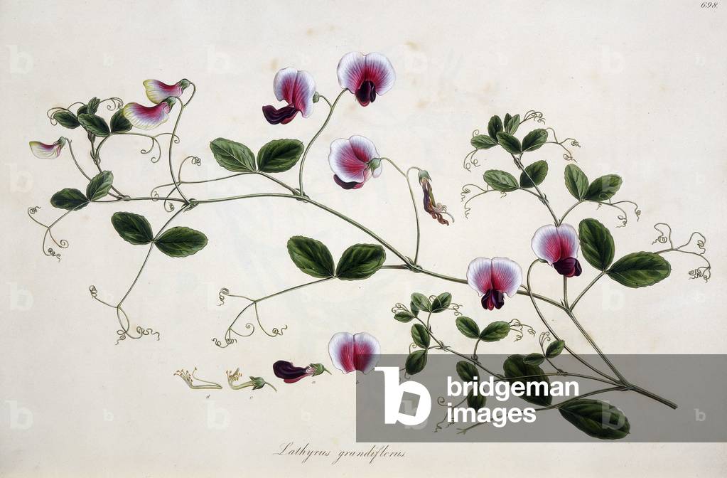 "Süße Erbsen. Botanische Tabelle aus dem 19. Jahrhundert" 1801