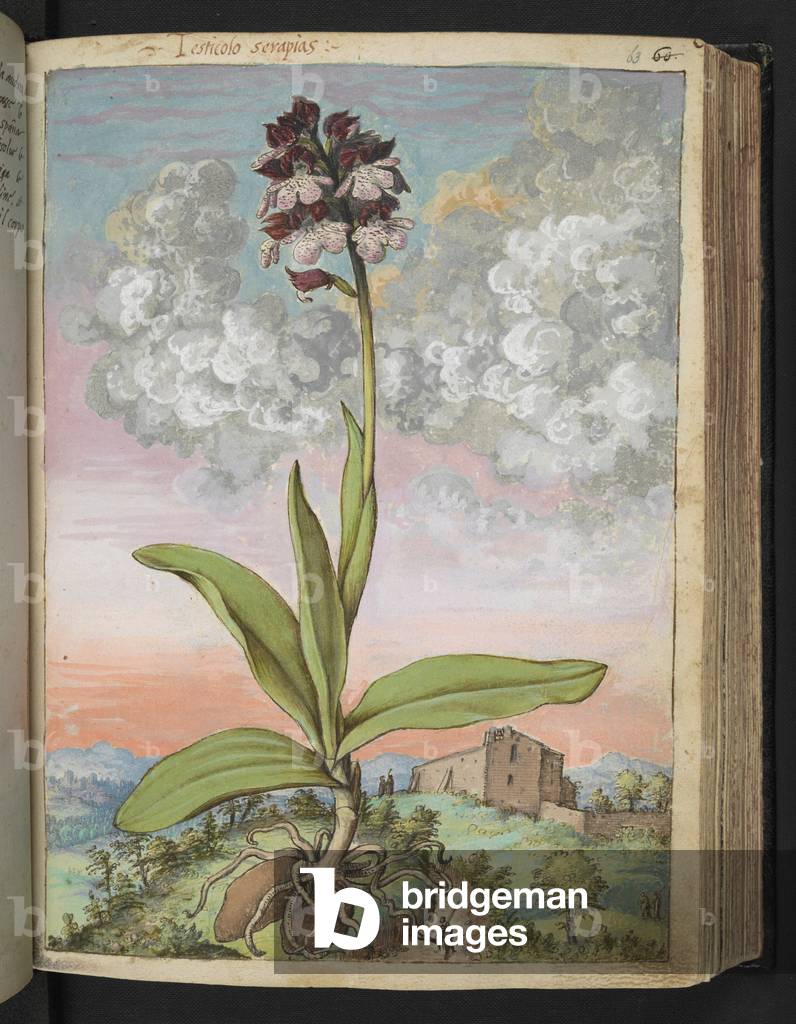 Image of Drawing depicting Orchis serapias 1564 by Gherardo Cibo