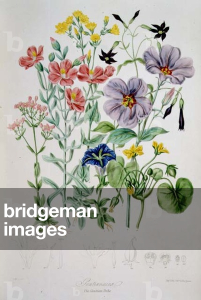 Gentianaceae (the Gentian Tribe) from 'Illustrations of the Natural Orders of Plants' by Elizabeth Twining (18