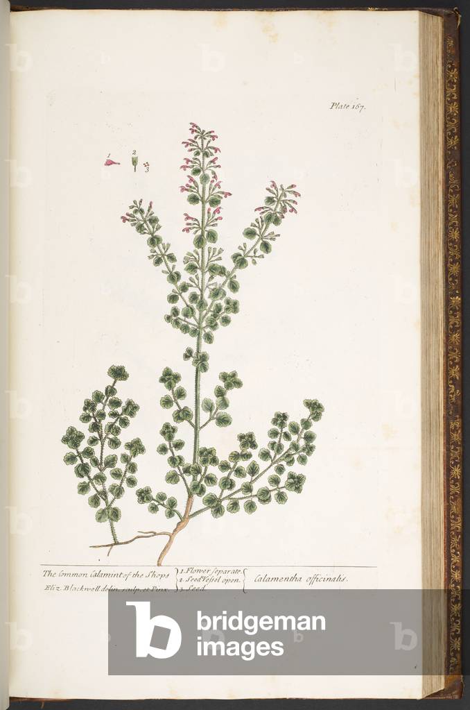 Plate 167, from 'A Curious Herbal', 1737 (coloured engraving)