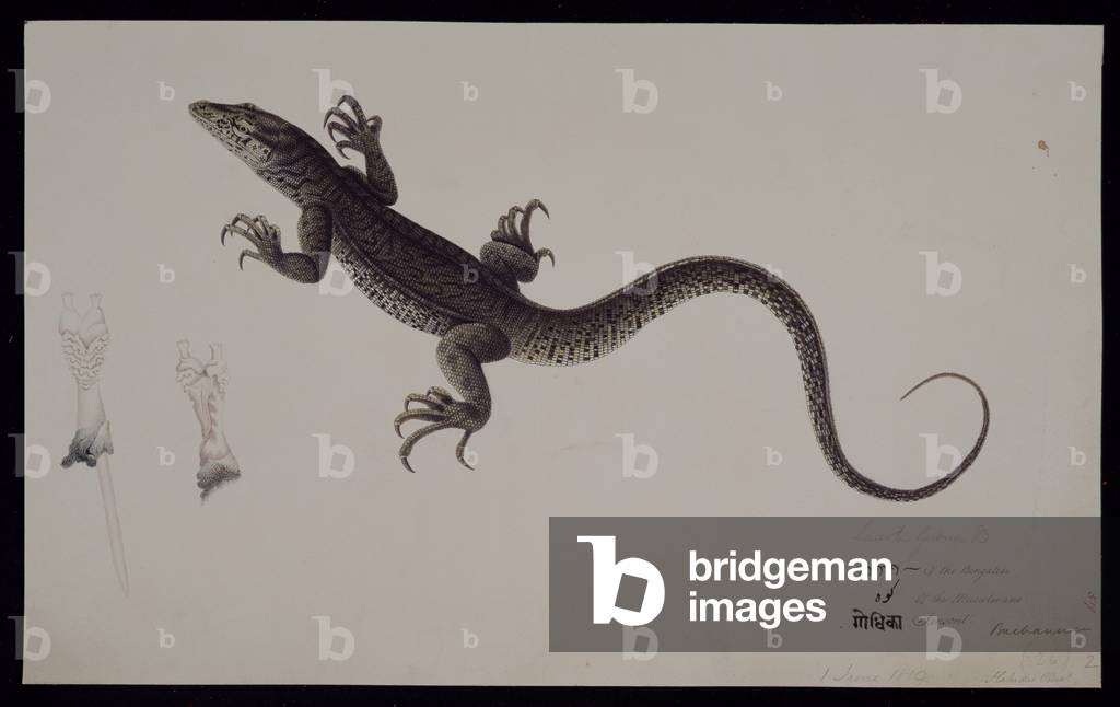 Bild von Zeichnung "Der Monitor “Lacerta Gudua” aus der Francis Buchanan Collection", 19. Jahrhundert von Halu