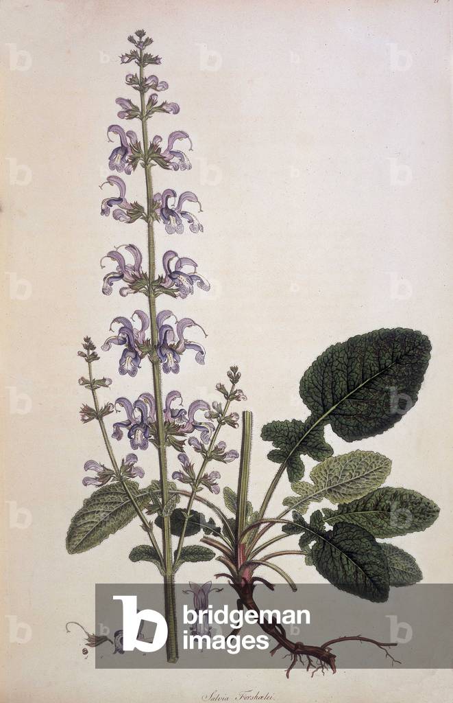 Salvia Forskalei