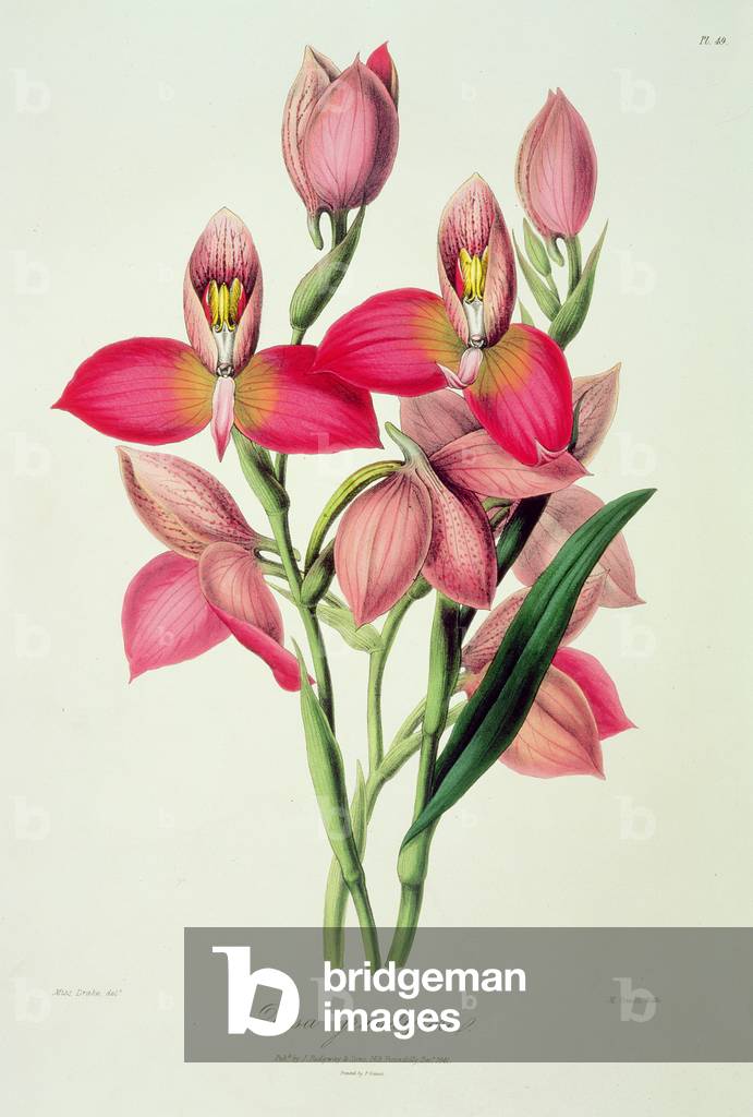 Orchid: Disa grandiflora from `Sertum Orchidaceum', 1838, selected by John Lindley