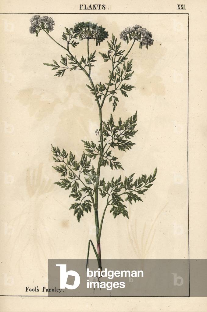 Fool's parsley Aethusa cynapium


, from 