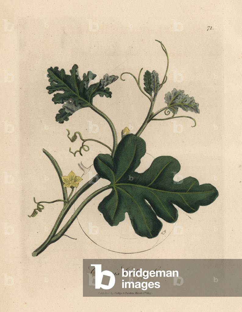Yellow flowered bitter cucumber, Cucumis colocynthis, from a botanical illustration by James Sowerby from William Woodville and Sir William Jackson Hooker's 