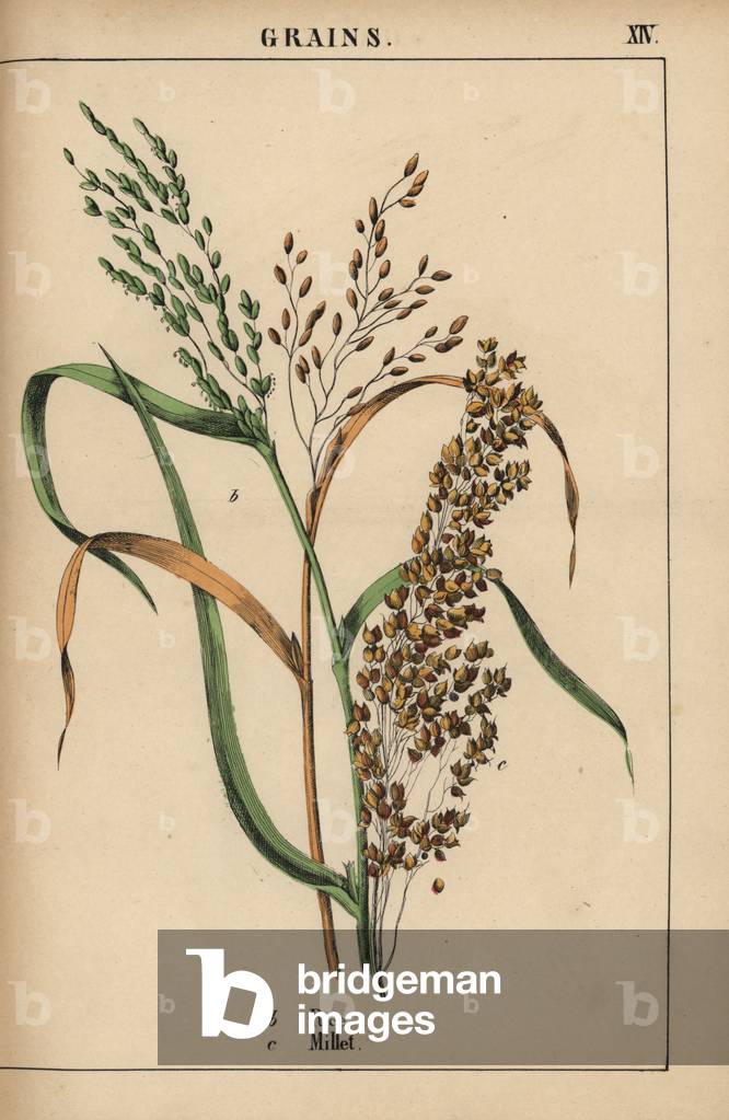 Rice and millet

, from 