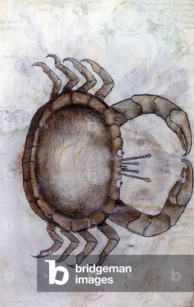 Sloane 3983 f.14v, Un granchio, segno zodiacale per il cancro, sec. XIV (pergamena)