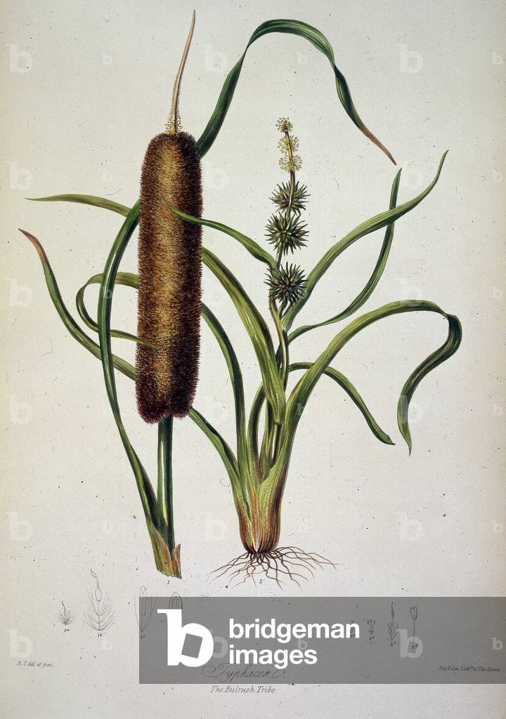 Typhacea c1850. Plate 147 from "Illustrations of the Natural Order of Plants", written and illustrated by Eliz