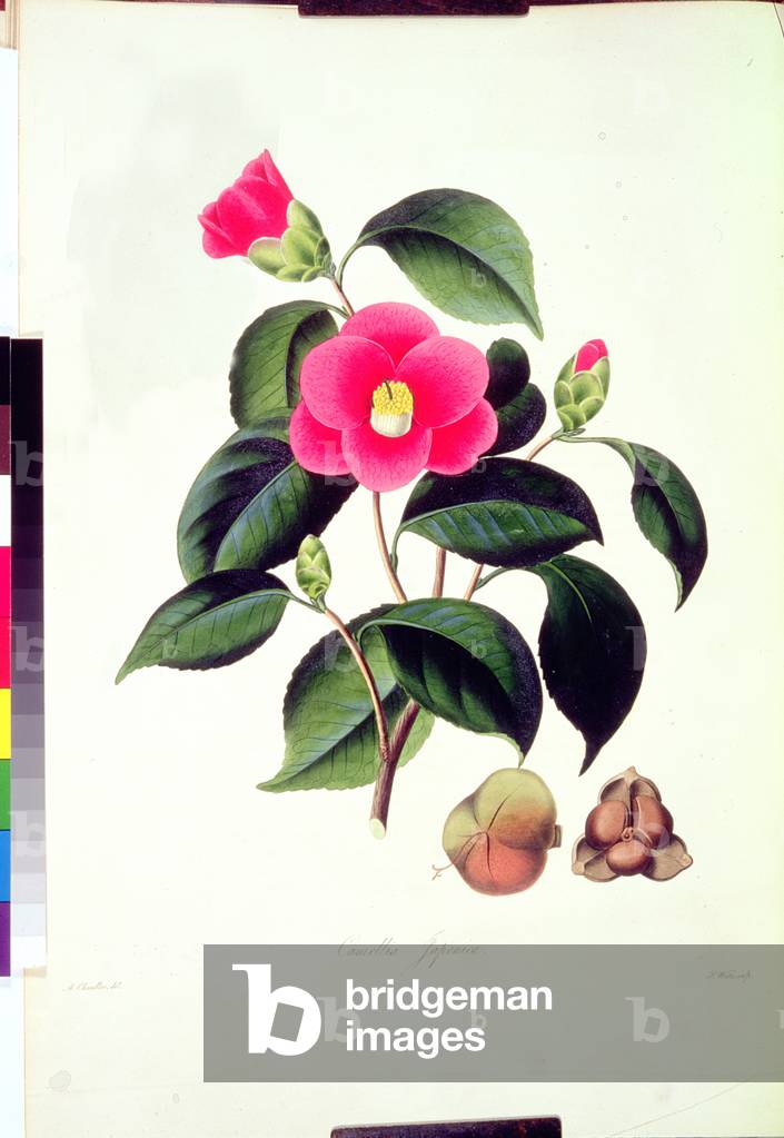 Camellia: Japonica, from `Illustrations and descriptions of the plants which compose the natural order of Came