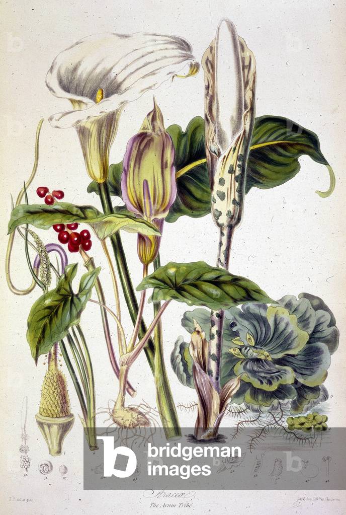 'Araceae: The Arum Tribe', c1850. Types of lily and other plants, some with a single petal wrapped round a sta